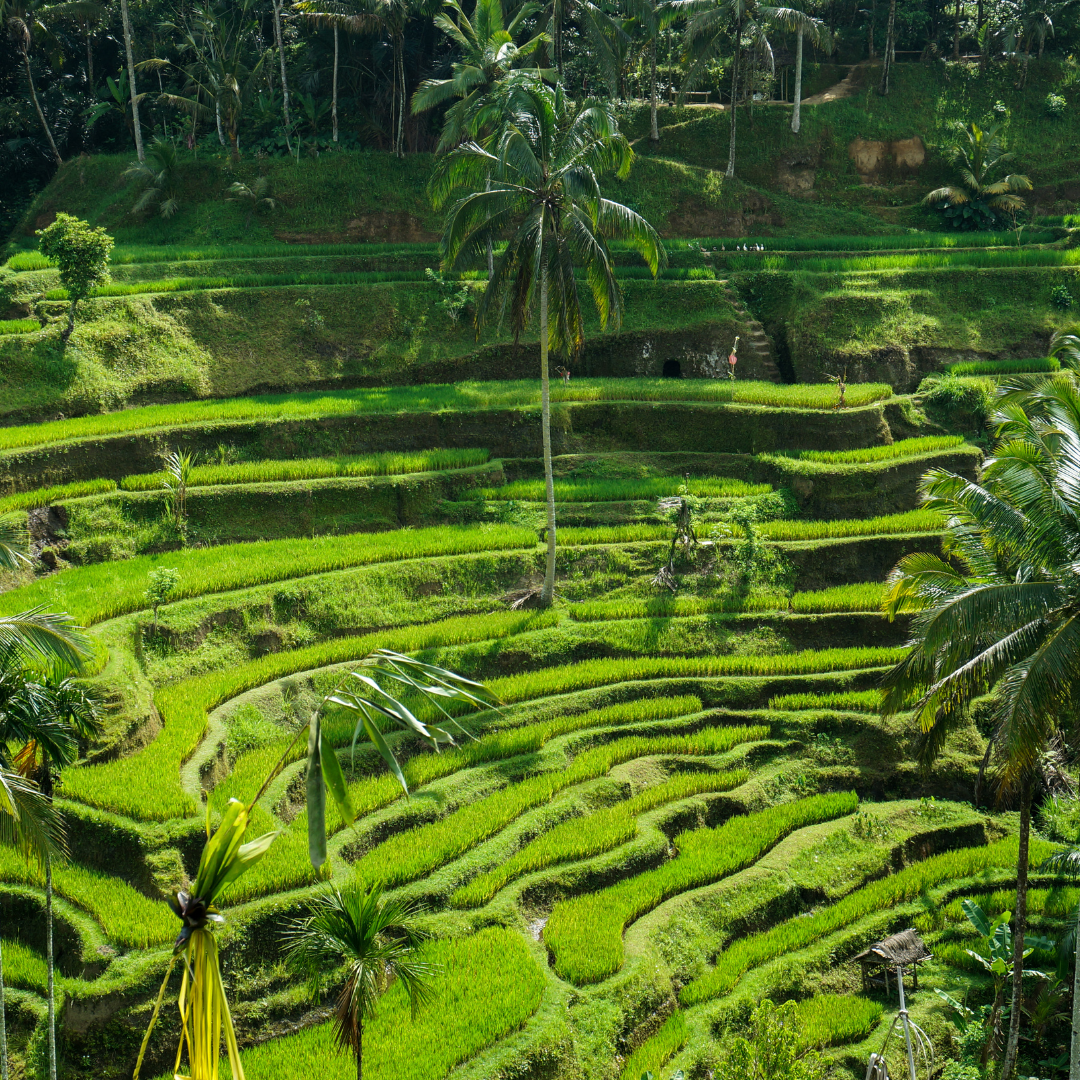 Bali les immanquables